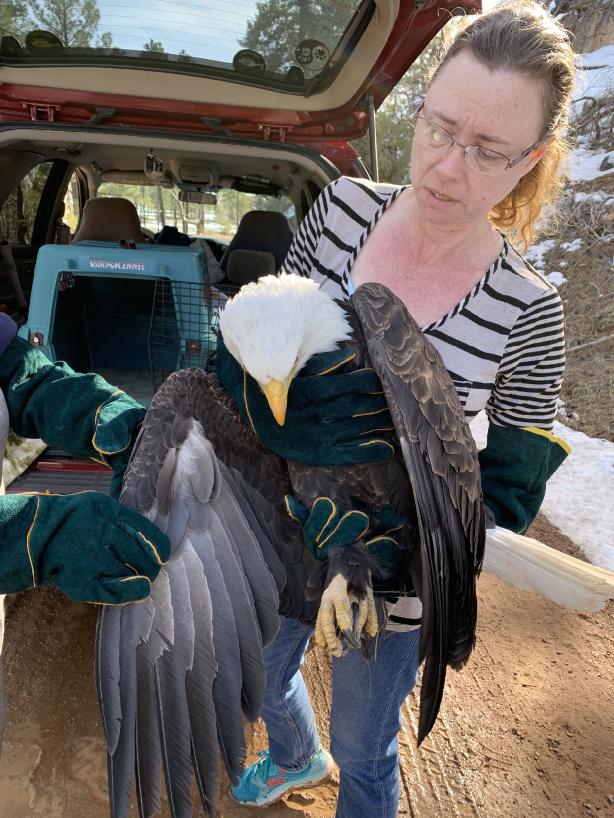 Eagle dies from lead poisoning